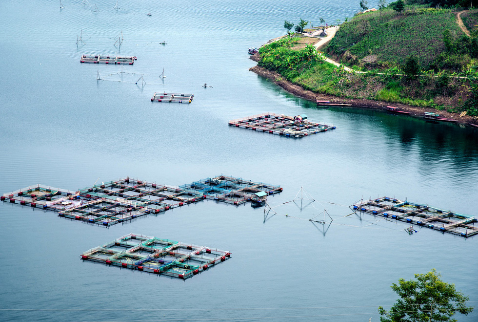 Hoa[-]gạo[-]nở[-]sớm[-]trên[-]miền[-]Tây[-]Bắc